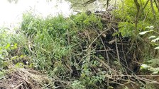 An intact beaver dam before a rain event