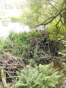 An intact beaver dam before a rain event