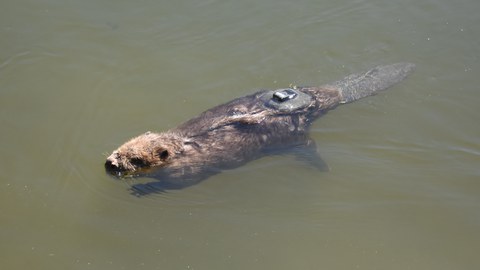 Swimming beaver with a tracking sensor on its back