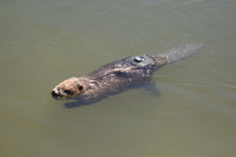 Swimming beaver with a tracking sensor on its back
