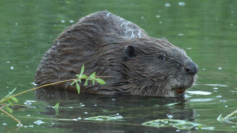 Beaver lurking in the water