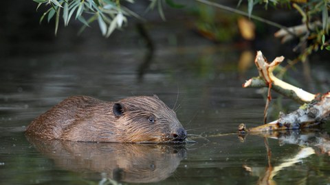 Biber im Wasser