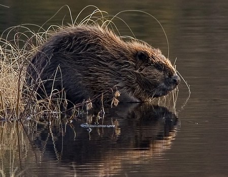 Beaver by the water