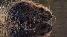 Beaver by the water