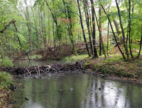 Beaver dam with water in the forest