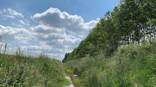 Gewässerbegleitendes Agroforstsystem am Peickwitzer Mühlgraben in Südbrandenburg bei sonnigem Wetter