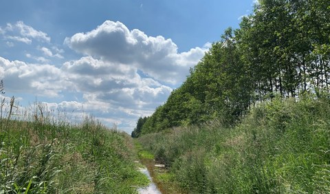 Gewässerbegleitendes Agroforstsystem am Peickwitzer Mühlgraben in Südbrandenburg bei sonnigem Wetter