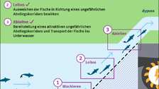 Deutsch: Die Funktionen eines Fischschutzsystems sind definiert als Blockieren (Eindringen der Fische in die Turbine verhindern), Leiten (Ausweichen der Fische in Richtung eines ungefährlichen Abstiegskorridors bewirken) und Ableiten (Bereitstellung eines attraktiven, ungefährlichen Abstiegskorridors und Transport der Fische ins Unterwasser), diese drei Funktionen sind durch Fischbewegungen an einem Rechensystem in der Draufsicht dargestellt, die Fließrichtung ist von links nach rechts, im rechten Teil des Bilds ist eine Turbine und ein Bypasseinstieg abgebildet Englisch: The functions of a fish protection system are defined as blocking (preventing fish from entering the turbine), guiding (causing the fish to move towards a safe downstream corridor) and diverting (providing an attractive, safe downstream corridor and transporting the fish downstream), these three functions are illustrated by fish movements on a rake system in the top view, the direction of flow is from left to right, a turbine and a bypass entrance are shown in the right-hand part of the picture