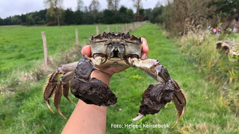 große Krabbe in einer Hand