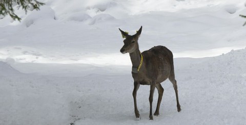 REDEMA project Red deer with telemetry collar