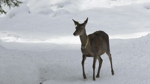 REDEMA project Red deer with telemetry collar