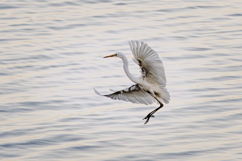Reiher Insel Vilm 2024