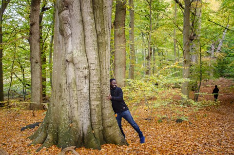 Almost pristine natural forests of Vilm