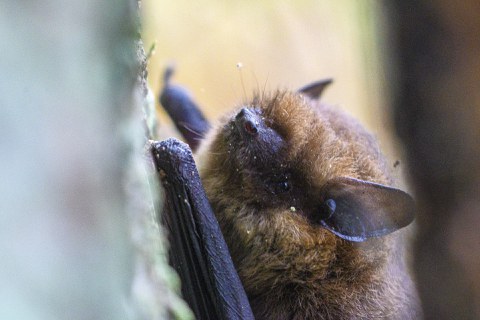 A bat climbs a tree