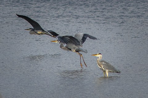 Three Grey Herons