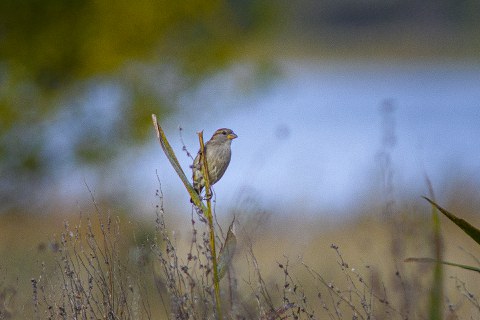 A finch on Vilm