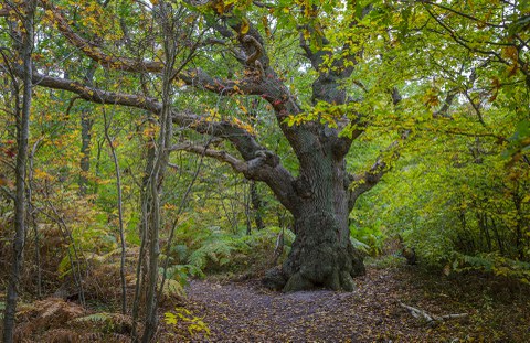 Baum Insel Vilm