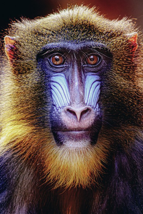 Affe Zoo Dresden 2024