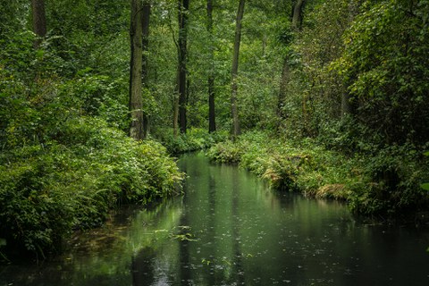 Biosphärenreservat Spreewald