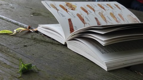 A grasshopper and an insect book on a table outdoors