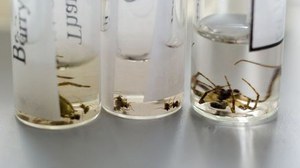 ba_glaeser_spinnen_i.brunk
