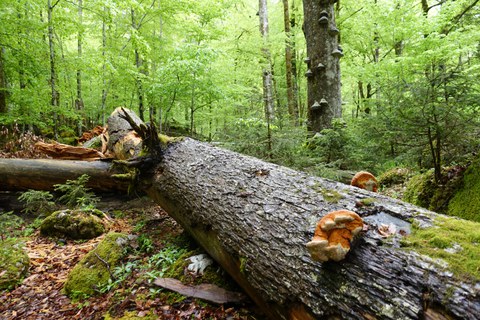 DeadwoodFungi