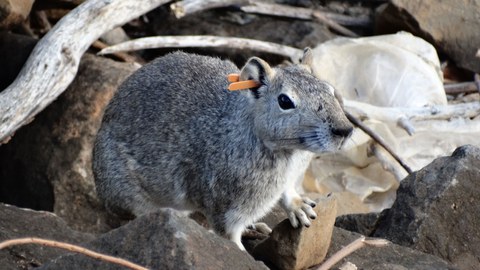 Tagged Rock cavy_R.Pinheiro