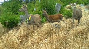 Red deer at the edge of a forest