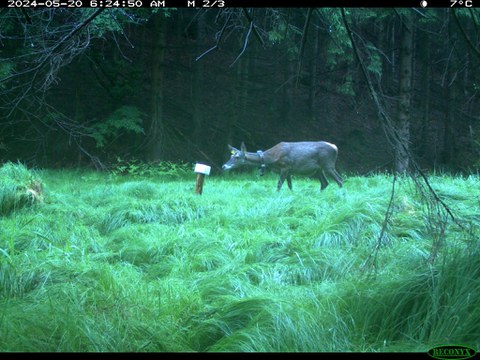A camera trap photo of a red deer with a collar, carefully smelling a mineral stone in the dusk