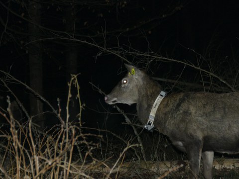 A collared red deer in the shrubs in the dark
