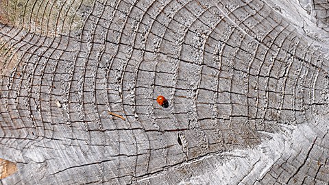 Marienkäfer auf Holz