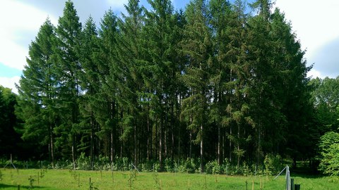 Versuchsfläche Hybridlärche des Staatsbetriebes Sachsenforst