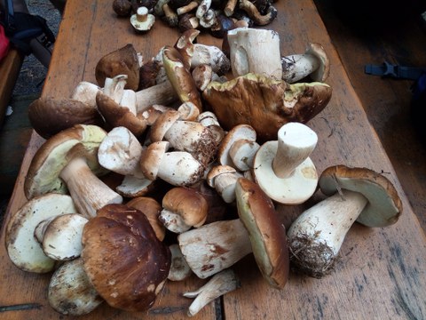 gesammelte Pilz