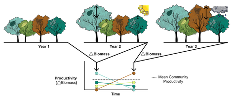Graphical illustration of asynchronous species responses in mixed-species tree communities to contrasting climatic conditions. The tree community experiences a “normal” (year 1), an exceptionally dry (year 2), and an exceptionally wet (year 3) year, which