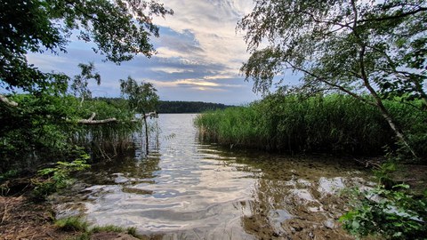 Das Foto zeigt eine Badestelle, die direkt vom Ufer aufgenommen wurde. Der sandige Grund ist unter dem klaren flachen Wasser zu sehen, links und rechts ragen Bäume ins Wasser, Schilf umrahmt den Durchgang zur freien Wasserfläche