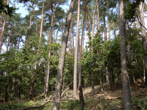 Waldbild (Kiefern mit Laubholzverjüngung)