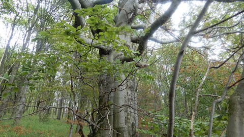 Laubbaum auf dem Geisingberg