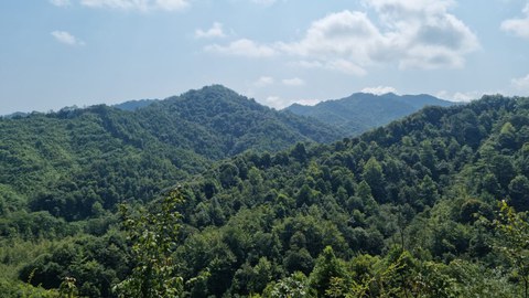 Blick auf bewaldete Hügel 