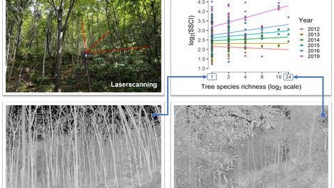 Tree species richness promotes early increase of stand structural complexity