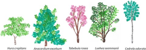 Five different tree species standing side by side, increasing in size from left to right: Hura crepitans, Anacardium excelsium, Tabebuia rosea, Luehea seemmanii, Cedrela adorata.