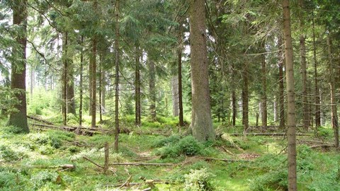 Die Aufnahme zeigt den Waldboden eines Fichtenwaldes