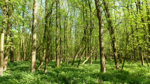 The photo shows a red ash forest