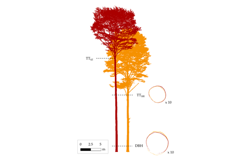 Trees example forest
