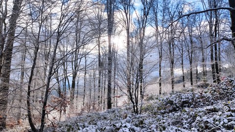 Wood in winter