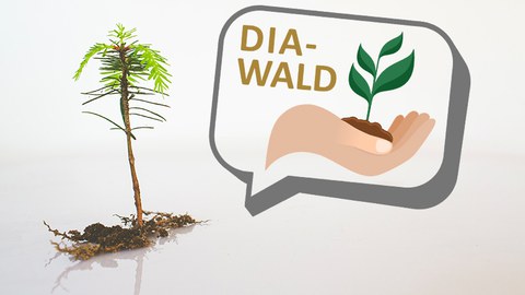 Fichtensämling und DIA-WALD-Logo