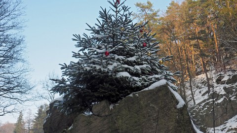 Weihnachtsbaum