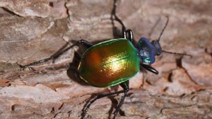 Calasoma sycophanta