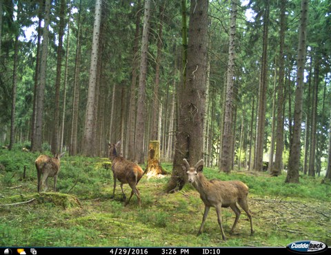 Wildkamerastudien