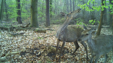 Rotwild vor der Wildkamera