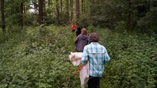 Auf der Jagd nach Cryptorhynchus lapathi in Neuzauche
